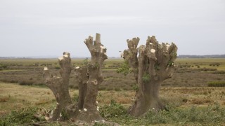 Contradicción verde: ecoparque que la IDM restauró terminó con ombúes talados y una investigación en marcha