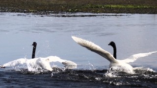 Gobernar la cuenca: la arquitectura normativa que ordena el futuro de la Laguna del Sauce