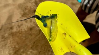 Intendencia de Maldonado advierte por aparición de ejemplar de Fragata Portuguesa en la Playa Mansa