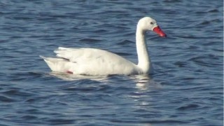 Influenza aviar: activan el cerco sanitario en Laguna Garzón