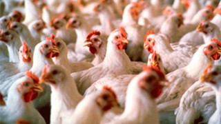 Cerco, muestreo y control: Ganadería descartó influenza aviar en predios domésticos de Maldonado