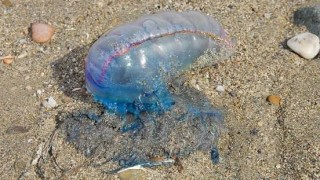 Fragata portuguesa: alerta en Piriápolis y Mansa en inicio de Turismo