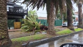 Temporal en Maldonado: más de 100 intervenciones y operativo reforzado para despejar calles y reparar daños