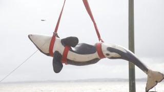 Orca en la Mansa: aplican eutanasia tras constatar un estado irreversible
