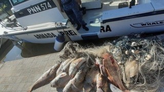 DINARA, corvina negra, veda