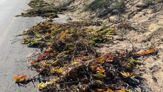 IDM presentó denuncia por daño ambiental en dunas de playa San Francisco