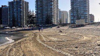 algas, playas, Punta del Este, sargazo