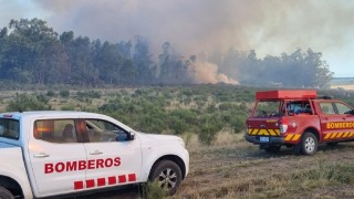 CECOED Maldonado informó que el incendio forestal se encuentra circunscripto