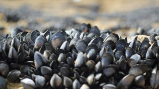 DINARA, mejillones, veda, marea roja