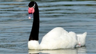 MGAP, gripe aviar, cisnes, influenza aviar, emergencia sanitaria
